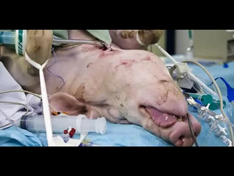 STOPPT DIE TIERVERSUCHE!