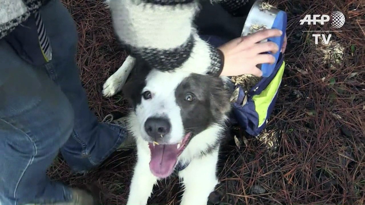 Scampering dogs in Chile help restore burnt forests