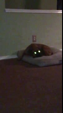 Ce chien devient fou quand il va sortir promener !