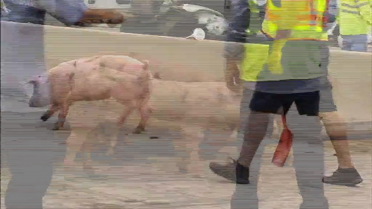Etats-Unis : un camion rempli de cochons se renverse sur une autoroute du Texas