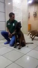 Un Malinois a mordu le nez de son maître !! Horrible