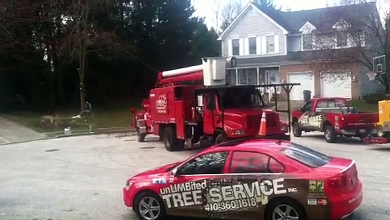 Baltimore Best Tree Service and Tree Care Maryland