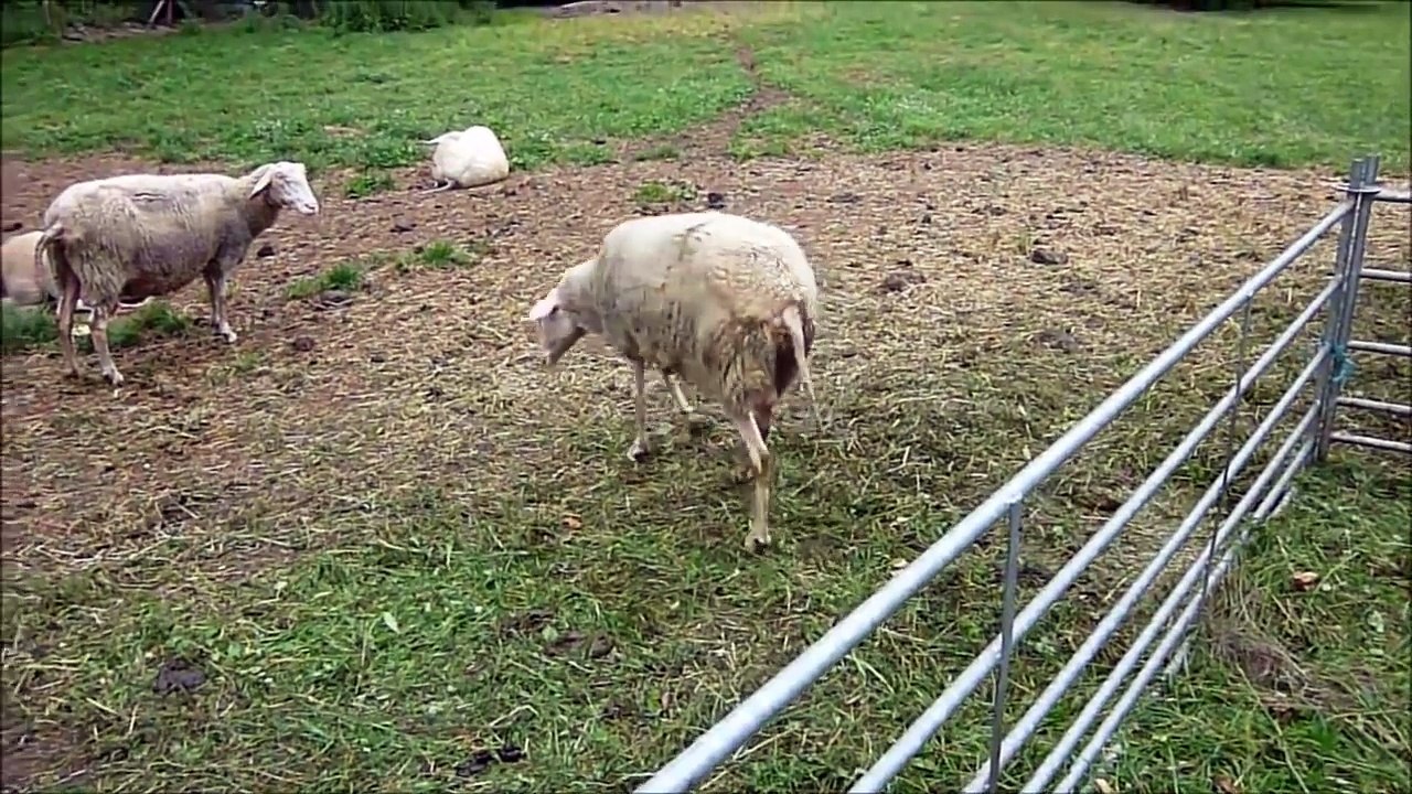 Suara Kambing | Pengenalan Untuk Anak