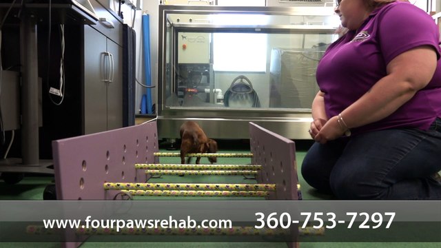 Welcome to Four Paws Animal Rehabilitation