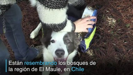 Perros sembradores devuelven esperanza a bosques de Chile