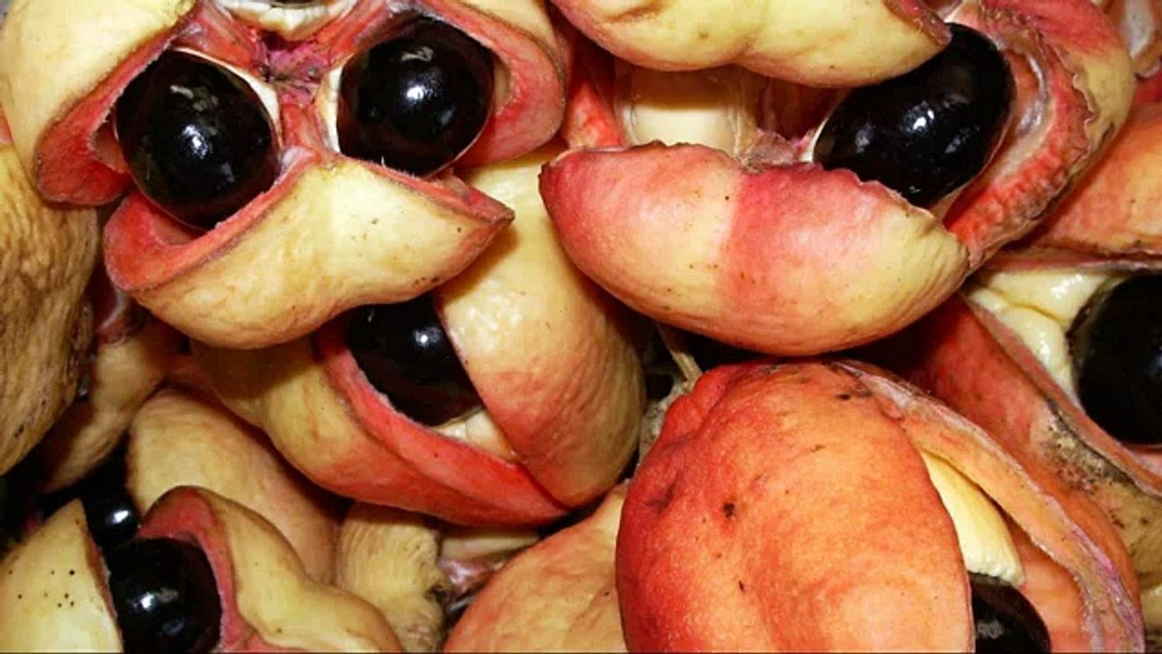 How to make the Jamaican breakfast dish; Johnny cakes._sd_STREAM