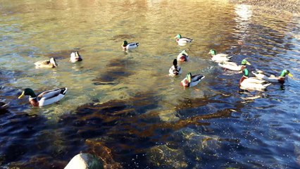 Cute ducks quacking
