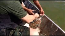 Policiais salvam tartaruga marinha com reanimação cardiorrespiratória