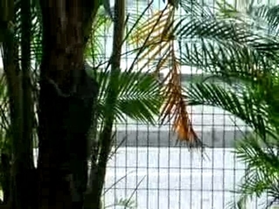 iguaneoct20070006