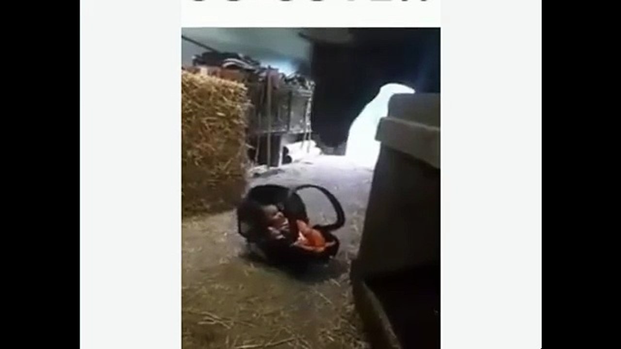 Elle dépose son enfant sur le sol dans l’écurie, observez ce que le cheval fait au bébé
