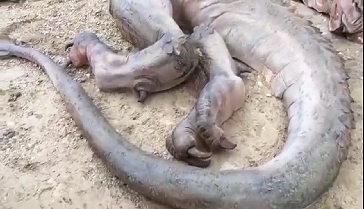 MP4 360p] REAL DRAGON FOUND DISCOVERED IN TIBET Dragon Sightings ...