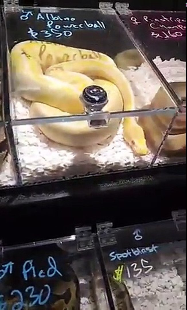 Exotic Snakes