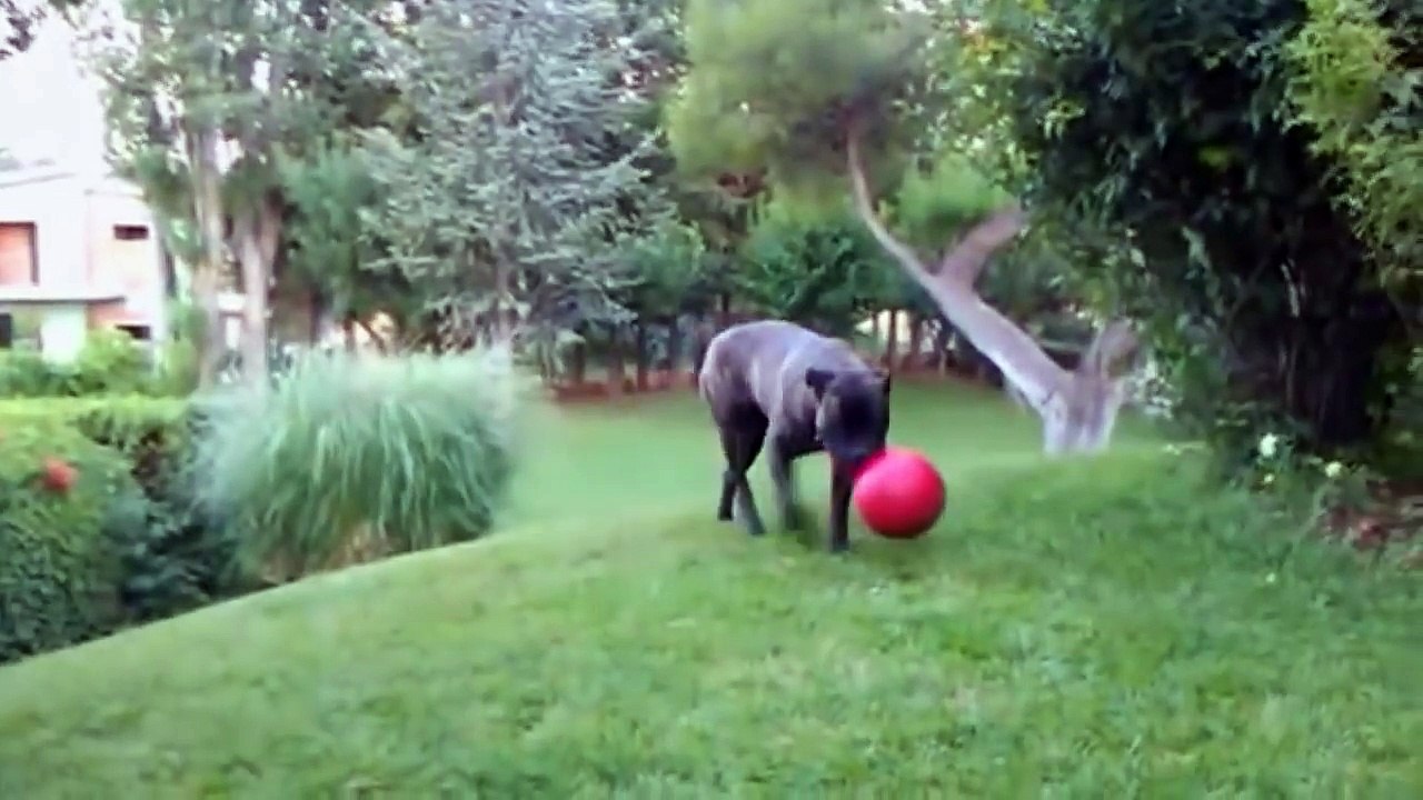 Cane Corso Highlights of Italian Mastiff BEST OFF