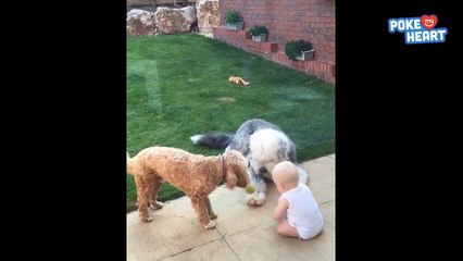 Baby Plays Fetch with Puppies Video 2016 - Daily Heart Beat