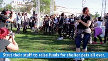 Best Friends Animal Society Strut Your Mutt Puppy Video 2016 - Daily Heart Beat