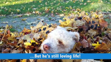 Blind Puppy Loves Jumping in Leaves and Life Video 2016 - Daily Heart Beat
