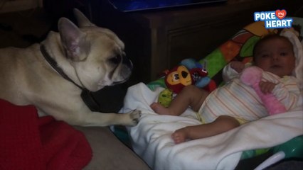 Caring French Bulldog Rocks Baby to Sleep