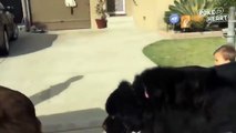 Little Kids Walk Giant Dogs Video 2016 - Daily Heart Beat