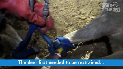 Men Rescue Deer Stuck in Underground Cave Video 2016 - Daily Heart Beat