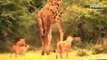 Giant Anaconda Attacks ►► Most Amazing Wild Animal Attacks Lion Giraffe Leopard Snake Tige