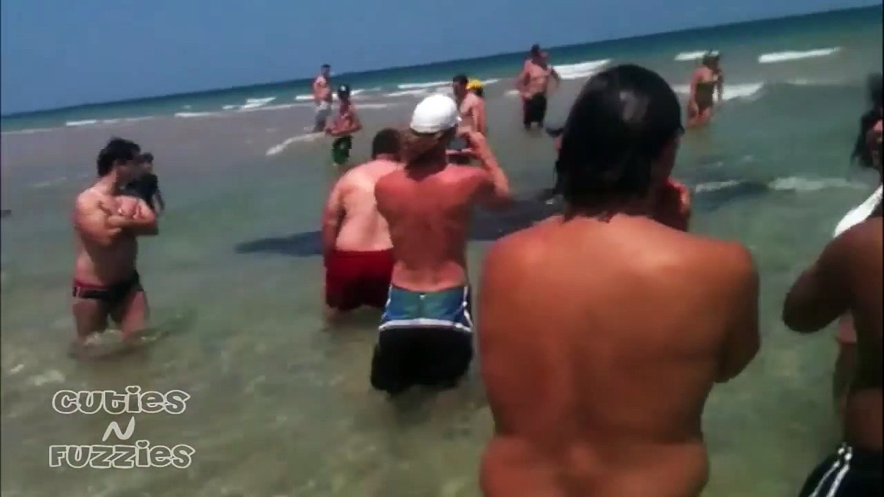 Amazing Manatee Footage Up Close and Personal at the Beach