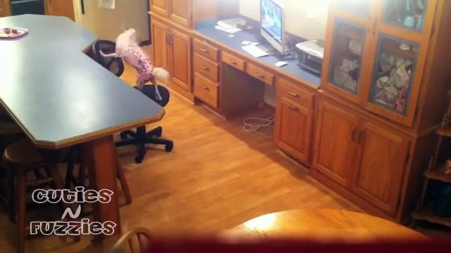 Clever Dog Steals Treats From Kitchen Counter