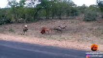 Wild Dogs v Impala | Impala Fights Back as Guts Fall Out