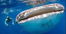Whale Sharks Join Tourists for a Swim