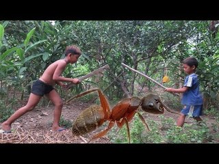 Amazing children finding red ant in Battambang  - Finding Ant Eggs in my Village