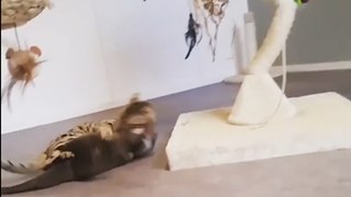 Cat  & Otter Relationship