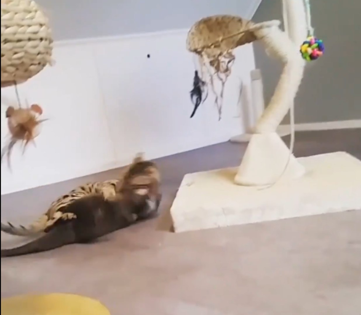 ⁣Cat  & Otter Relationship