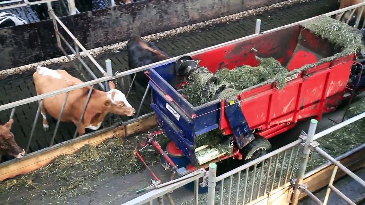 Modern dairy farm