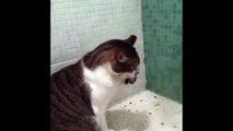 Funny Cats Enjoying Bath _ Cats That LOVE Water Coermpilation