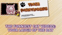 LAUGH SO HARD YOULL CRY Funniest CAT VIDEOS compilation