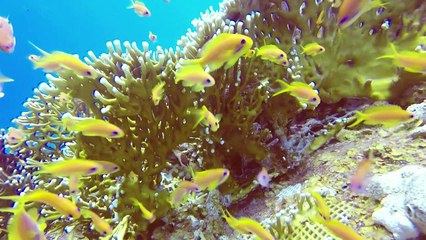 Diese Korallen trotzen dem Klimawandel