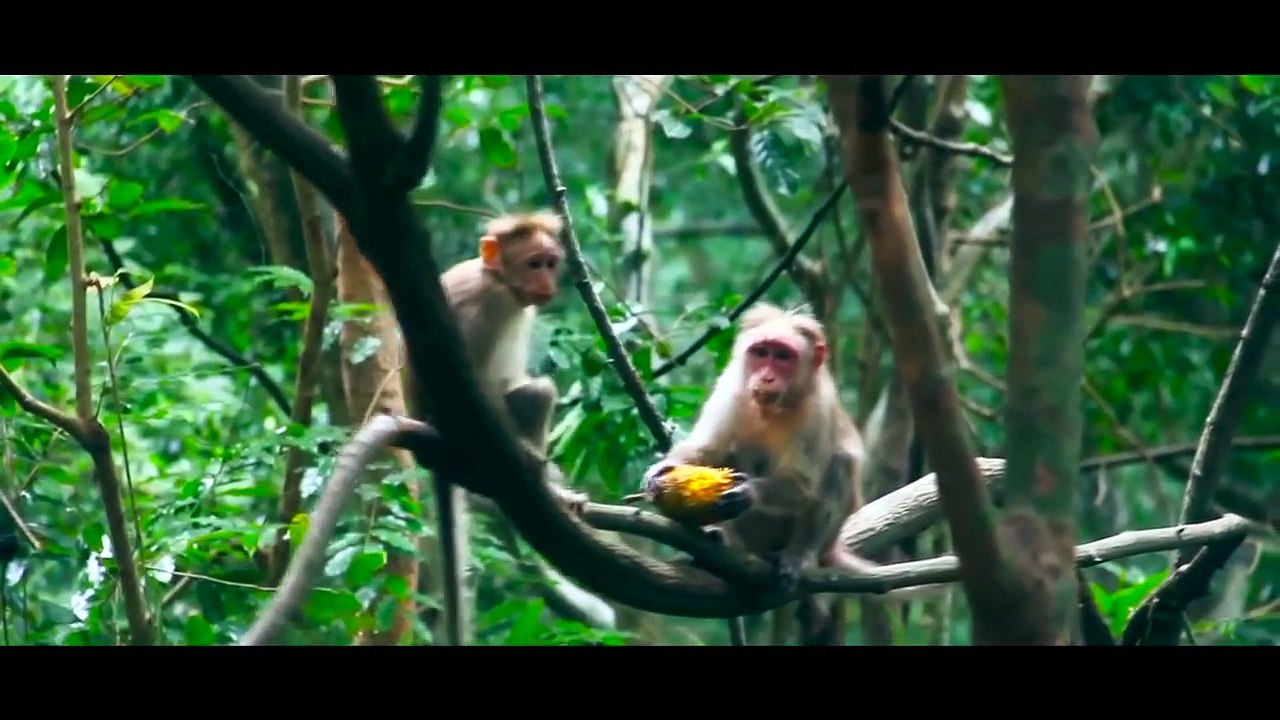 Kerala tourism   Ponmudi hill station   Eco tourism Thiruvananthapuram