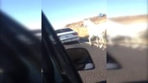 Otomobilin Arkasına Bağlanan Atın Görüntüleri Yürek Sızlattı