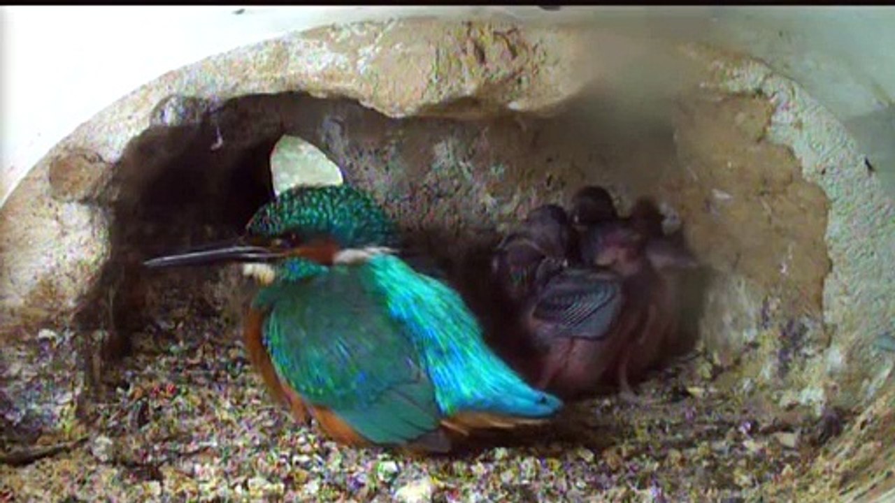 Live aus der Eisvogel Bruthoehle (2251)