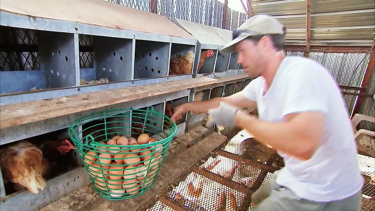 Organic egg production