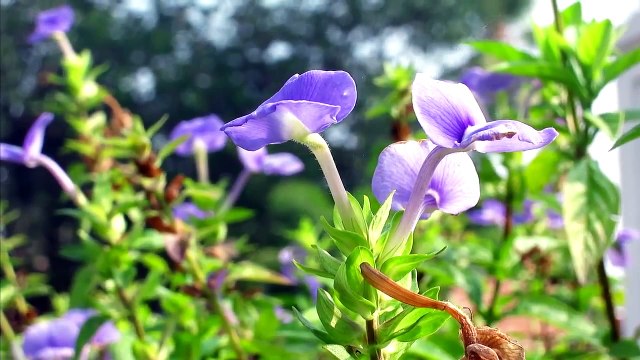 Kanakakunnu Palace, Trivandrum, Kerala, India ( Thiruvananthapuram ) Kerala tourism