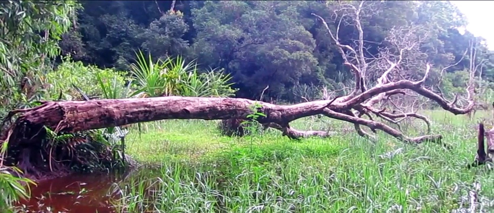pookode lake   wayanad   Kerala tourism