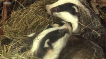 BBC1_Look North (East Yorkshire & Lincolnshire) 30Jun17 -  Lincolnshire & Humberside Police tackle badger persecution