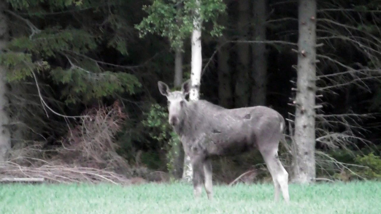 Wildlife safari