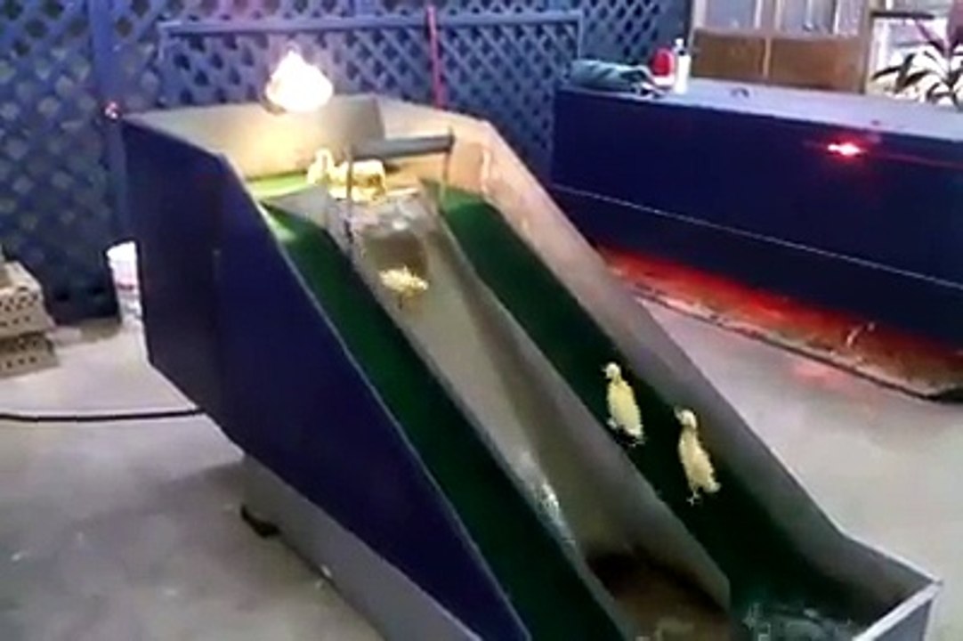 شاهد الصيصان الحلوين كيف يتزحلقون و يلعبون
