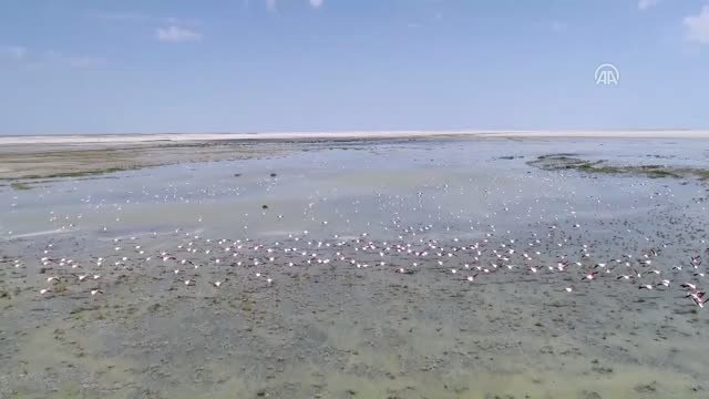 Anadolu'nun Flamingo Cenneti: Tuz Gölü