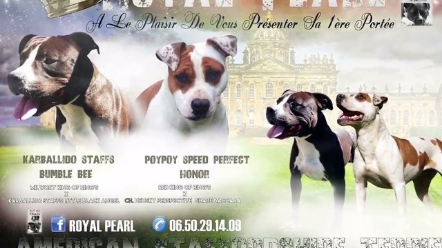 Naissance AMERICAN STAFFORDSHIRE TERRIER
