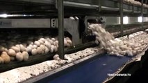 Mushroom harvesting machine