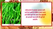 हरी मिर्च खाने वालो जरा एक बार ये वीडियो भी देख लो || Ayurved Samadhan ||