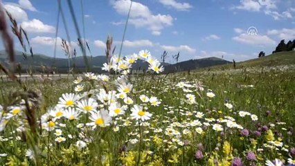 Yusufçuklar, Sincaplar ve Yavru Tilkiler Objektiflere Takıldı
