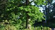 Oak Trees From Seedlings